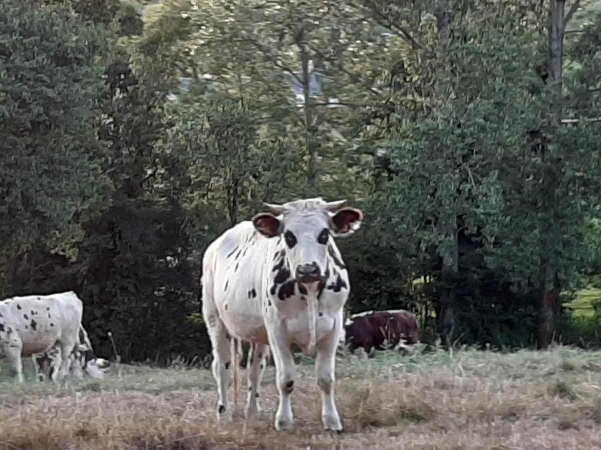 Gite De La Butte Le Charme De La Normandie Entre Terre Et Mer Condé-sur-Vire Exteriér fotografie